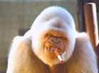 smoking